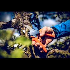 Beispiel für Amboss-Schere Typ 1 in Aktion