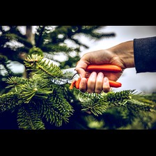 Beispiel für Amboss-Schere Typ 5 in Aktion